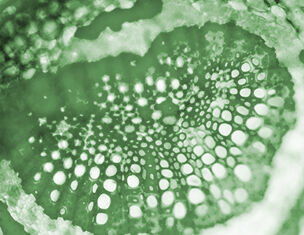 Paraben Free