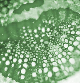 Paraben Free